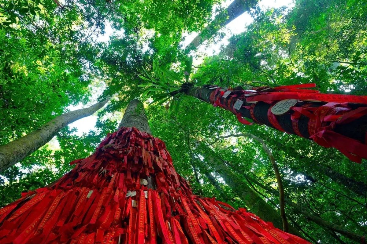 西雙版納望天樹風景區