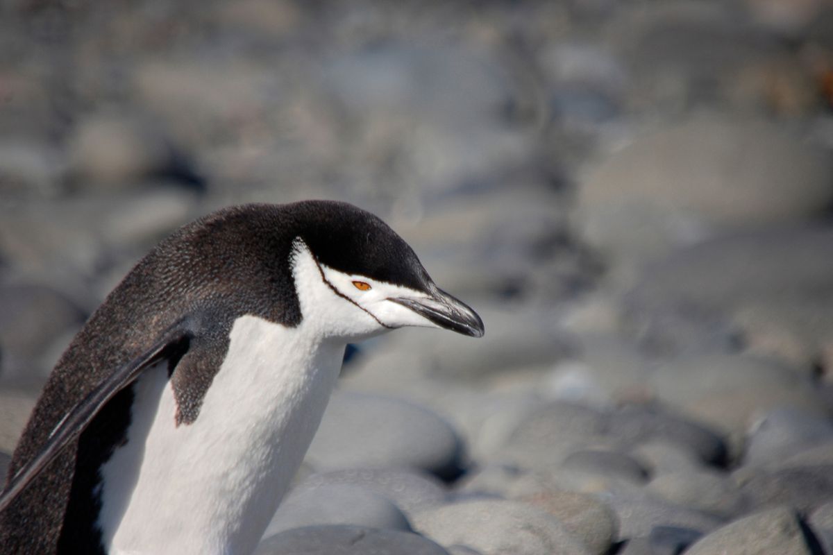 Deception Island 2
