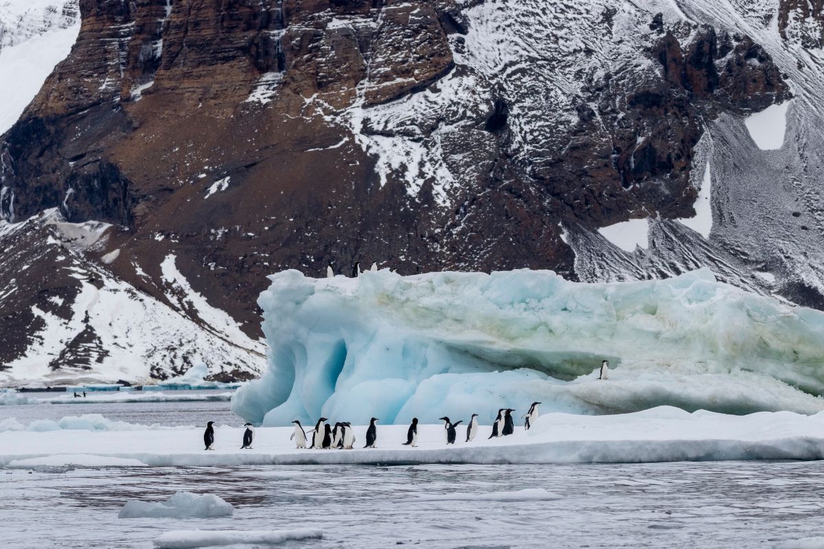 brown bluff antarctic