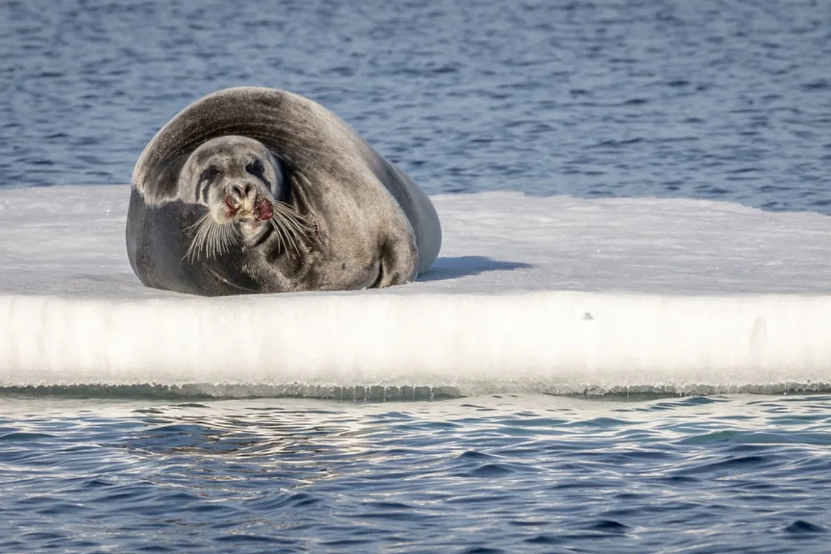 brown bluff antarctic